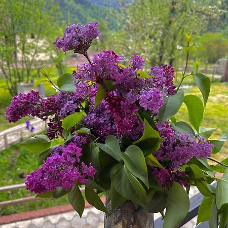 Green Mountain Borjomi Exterior photo